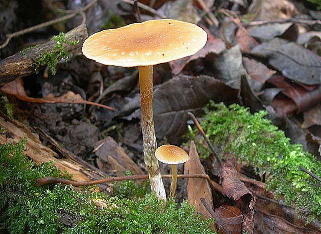 Prima  dell�era  glaciale